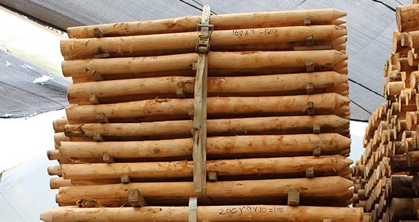 madera-inmunizada-troncos